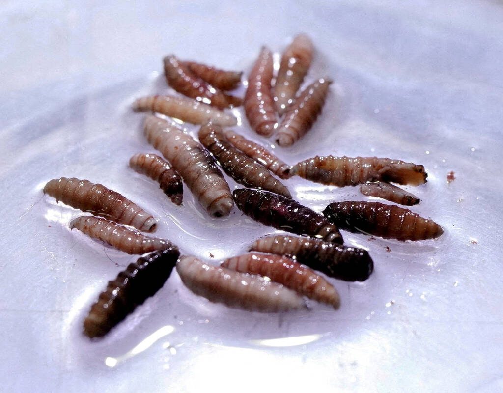 Larvae of the screwworm fly, collected from infected cows, are observed at the COPEG sterile fly production plant, which fights the spread of the cattle screwworm, in Pacora, Panama, June 11, 2025. REUTERS/Enea Lebrun/File Photo