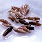 Larvae of the screwworm fly, collected from infected cows, are observed at the COPEG sterile fly production plant, which fights the spread of the cattle screwworm, in Pacora, Panama, June 11, 2025. REUTERS/Enea Lebrun/File Photo