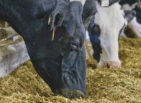 Dairy cows at the feed trough. PHOTO: DIANA MARTIN