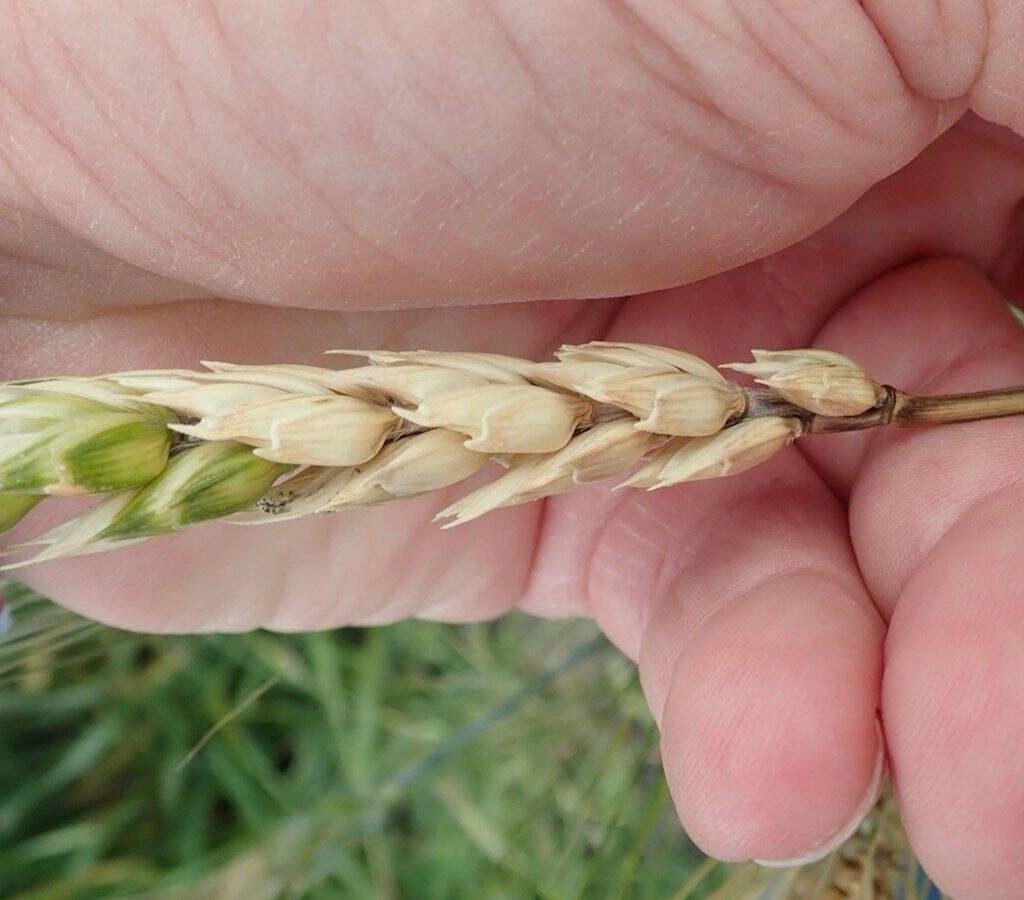 a wheat head infected with fusarium