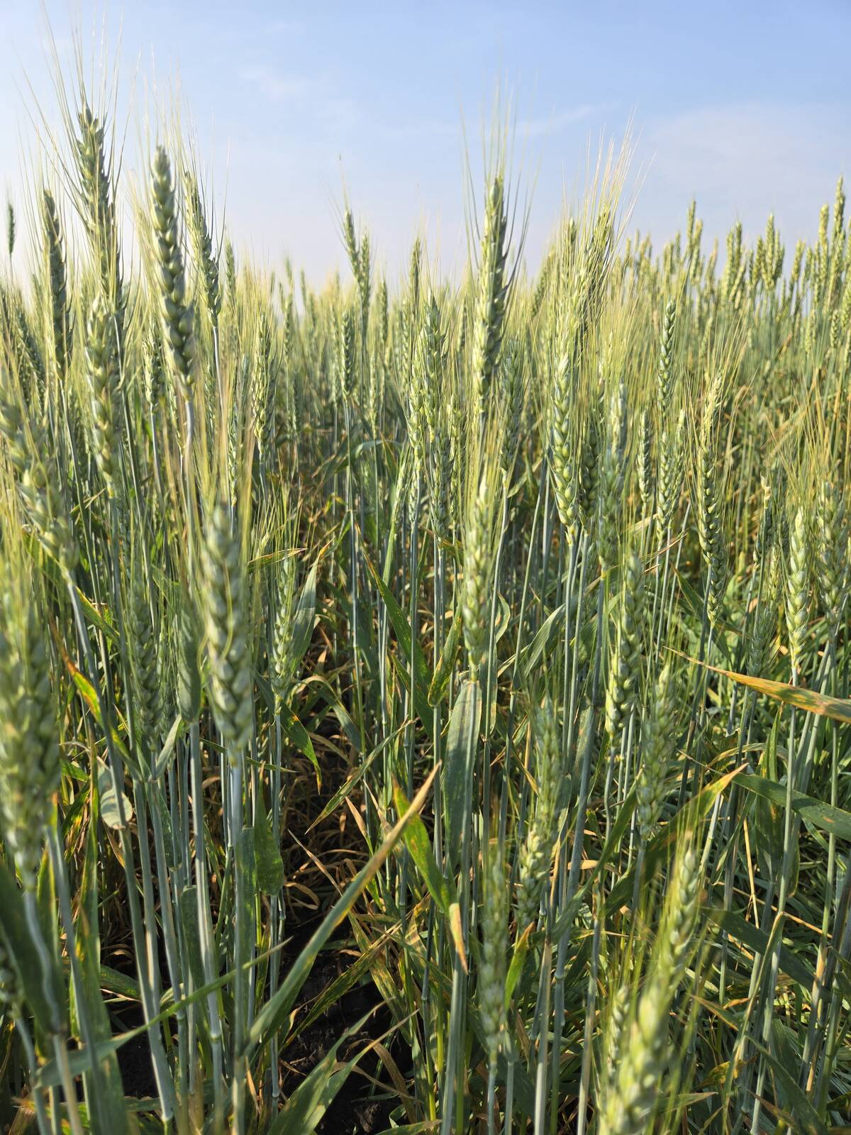 a green wheat crop