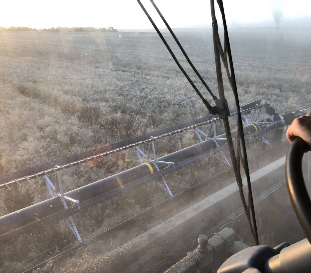 Wheat is straight cut as combines hit the fields to harvest in Binscarth, Manitoba on Sept. 25, 2025.
