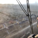 Wheat is straight cut as combines hit the fields to harvest in Binscarth, Manitoba on Sept. 25, 2025.