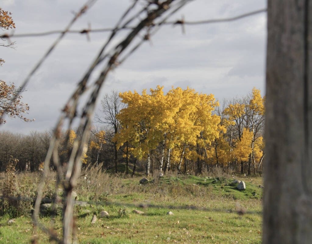 Bright yellow leaves in the background of a cattle pasture with a roll of barbed wire in the foreground.