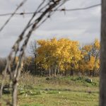 Bright yellow leaves in the background of a cattle pasture with a roll of barbed wire in the foreground.