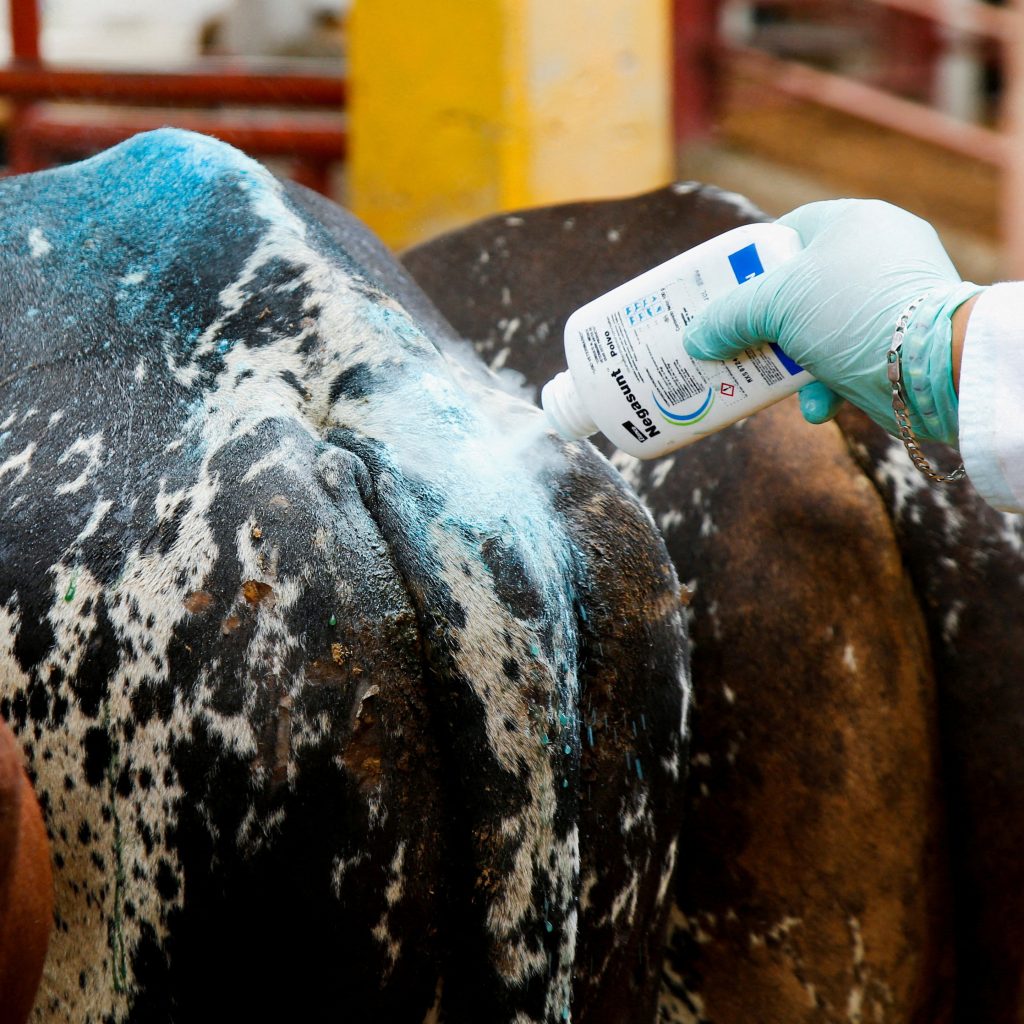A worker applies sanitizing talcum powder to livestock.