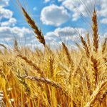 Ripening wheat crop in central Manitoba in early September.