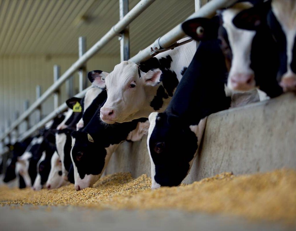 Holstein cattle earmarked for veal chow down in a feedlot. PHOTO: FARM & FOOD CARE ONTARIO