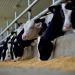 Holstein cattle earmarked for veal chow down in a feedlot. PHOTO: FARM & FOOD CARE ONTARIO