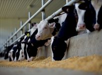 Holstein cattle earmarked for veal chow down in a feedlot. PHOTO: FARM & FOOD CARE ONTARIO