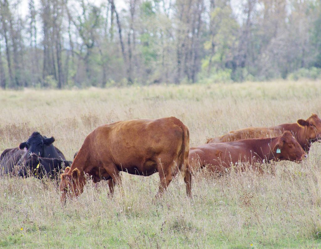 Cows graze fall pasture near Glenboro, Man. PHOTO: ALEXIS STOCKFORD