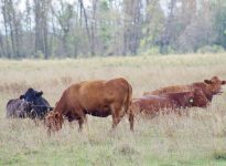 Cows graze fall pasture near Glenboro, Man. PHOTO: ALEXIS STOCKFORD