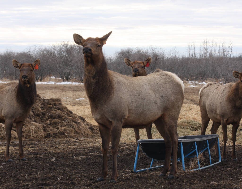 A group of female elk stand at attention while they wait for Glenda Elkow to feed them their oats. As part of their traceability program, Elkow counts every animal each day on their eastern Alberta elk farm. (Photo by Mary MacArthur)