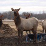 A group of female elk stand at attention while they wait for Glenda Elkow to feed them their oats. As part of their traceability program, Elkow counts every animal each day on their eastern Alberta elk farm. (Photo by Mary MacArthur)