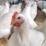 A chicken in a commercial poultry barn. Photo: Stephen Ausmus/ARS/USDA