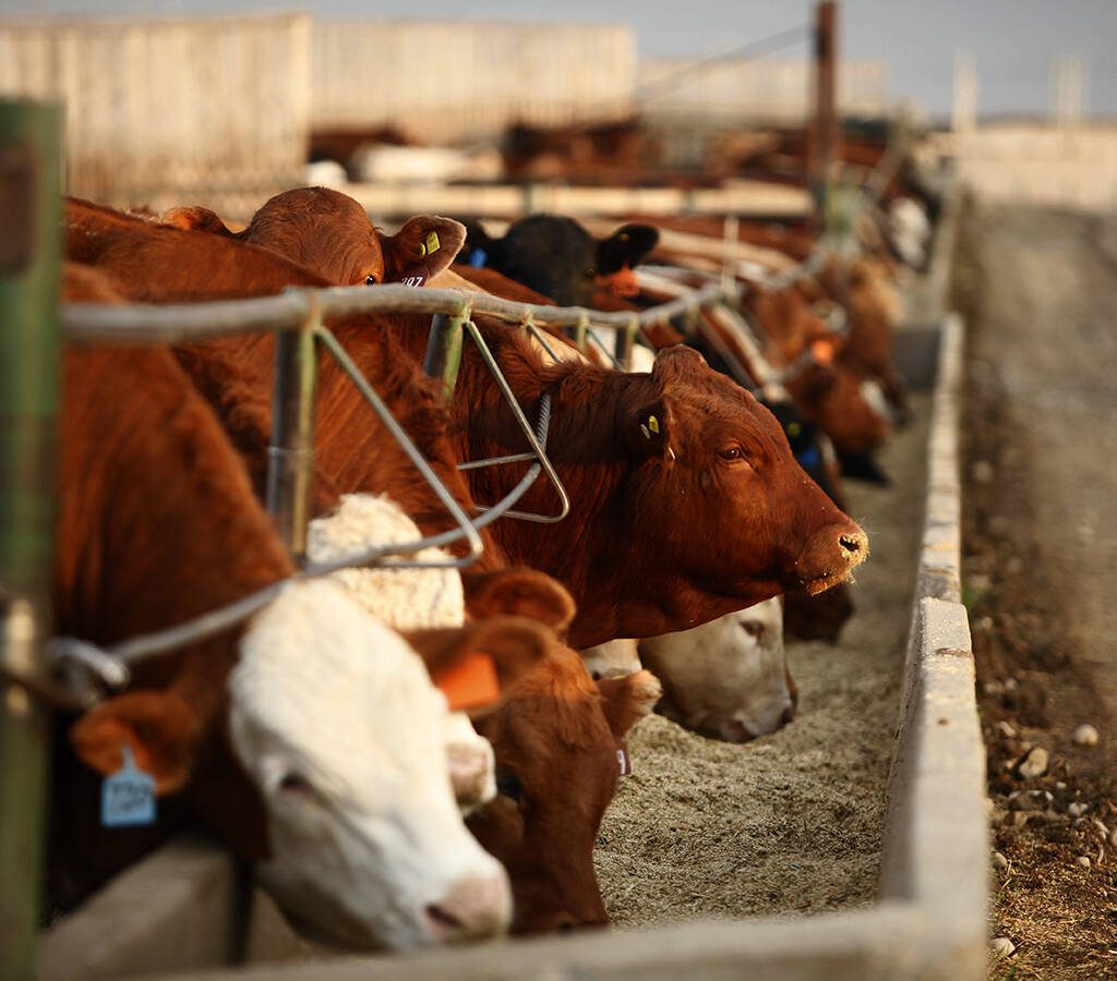 feedlot Canada Beef