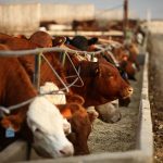 feedlot Canada Beef