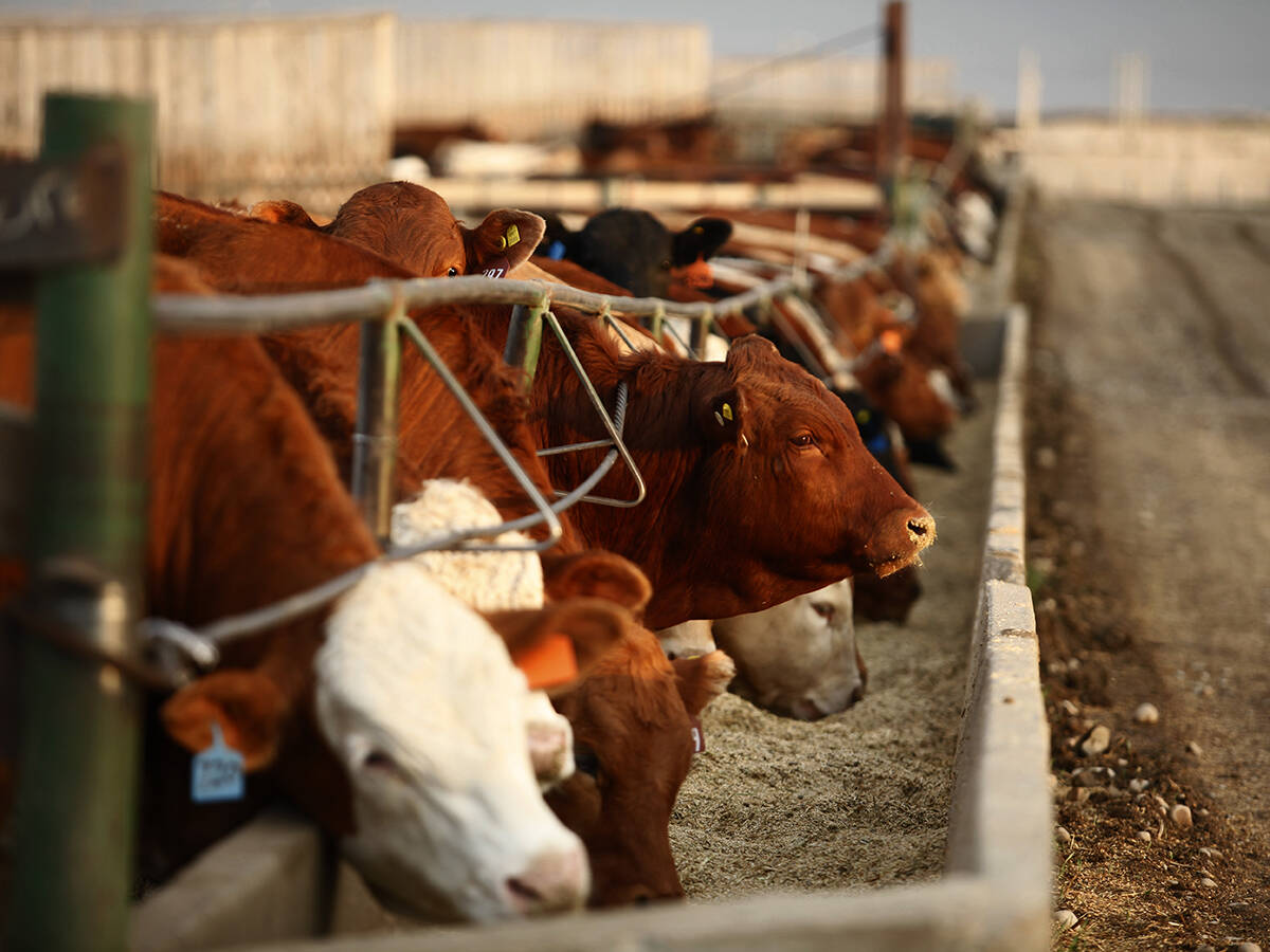 The Canadian Cattle Association argues that U.K. beef imports to Canada have surged, but regulatory issues have kept Canadian beef trade from growing the other direction. Photo: Canada Beef