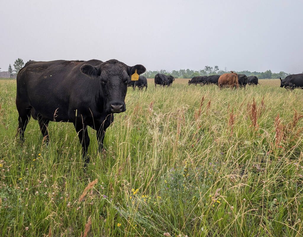 A beef cow grazes pasture in eastern Manitoba. Photo: Geralyn Wichers