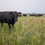 A beef cow grazes pasture in eastern Manitoba. Photo: Geralyn Wichers
