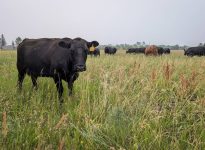 A beef cow grazes pasture in eastern Manitoba. Photo: Geralyn Wichers