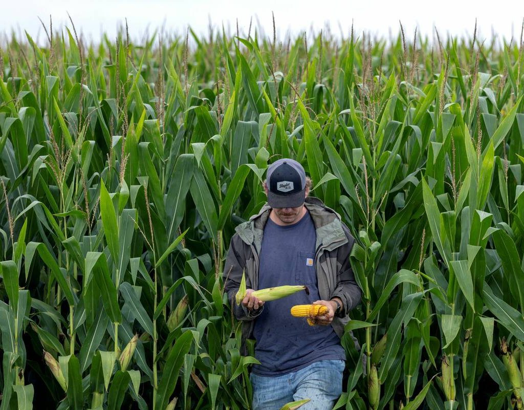 Jake Guse, a crop scout on the Pro Farmer Crop Tour, collects corn samples from a corn field as scouts travel across the midwest trying to gauge the size of the corn and soybean crop that farmers will harvest in the fall, in northwest Indiana, U.S. August 19, 2025. REUTERS/Evelyn Hockstein