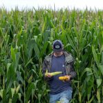 Jake Guse, a crop scout on the Pro Farmer Crop Tour, collects corn samples from a corn field as scouts travel across the midwest trying to gauge the size of the corn and soybean crop that farmers will harvest in the fall, in northwest Indiana, U.S. August 19, 2025. REUTERS/Evelyn Hockstein