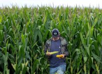 Jake Guse, a crop scout on the Pro Farmer Crop Tour, collects corn samples from a corn field as scouts travel across the midwest trying to gauge the size of the corn and soybean crop that farmers will harvest in the fall, in northwest Indiana, U.S. August 19, 2025. REUTERS/Evelyn Hockstein