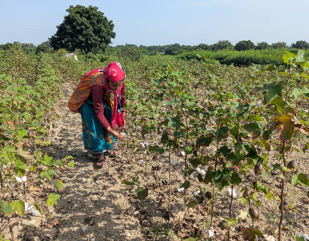 A farmer plucks cotton from a field partially damaged by excessive rainfall in Chhatrapati Sambhajinagar district of the western state of Maharashtra, India.