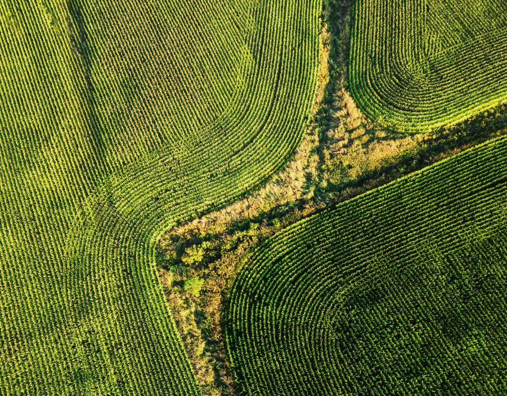 Drone view of corn ready for harvest.