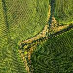 Drone view of corn ready for harvest.