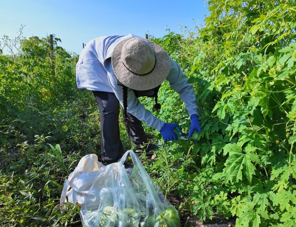 Immigrant farmworker picking produce in the field.