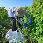 Immigrant farmworker picking produce in the field.