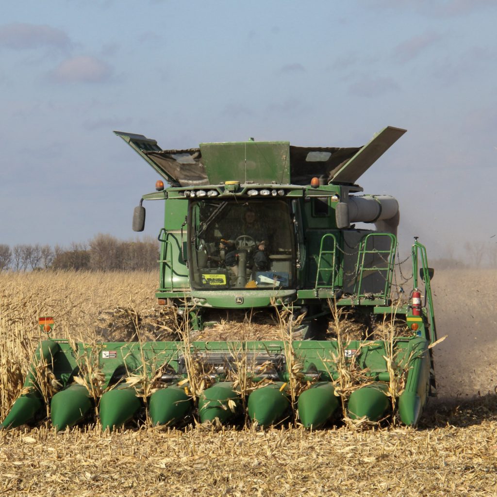A green combine harvests corn in a Manitoba field in late autumn.