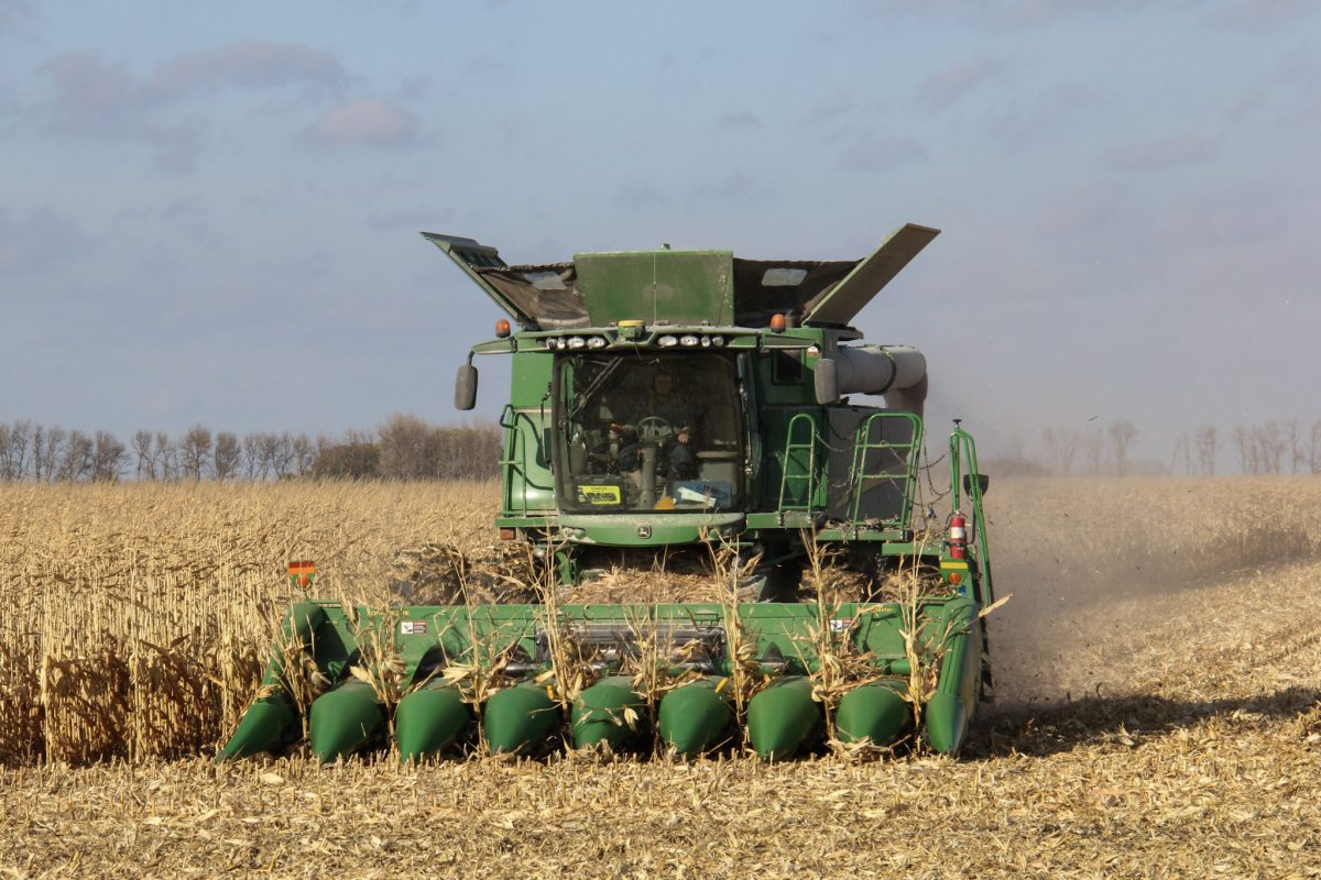 Image for IGC raises 2025/26 world wheat, corn crop forecasts