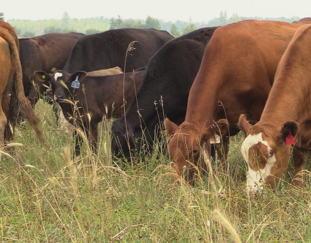 Cattle graze on a pasture in Manitoba’s Interlake in July 2025