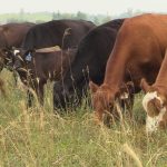 Cattle graze on a pasture in Manitoba’s Interlake in July 2025