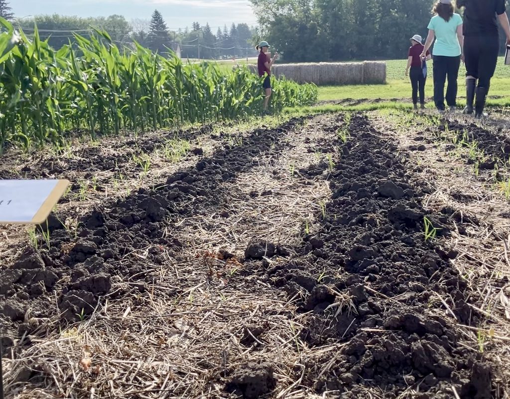 crop plot at Crop Diagnostic School 2025 showing tillage disturbance in the soil. Photo: Greg Berg