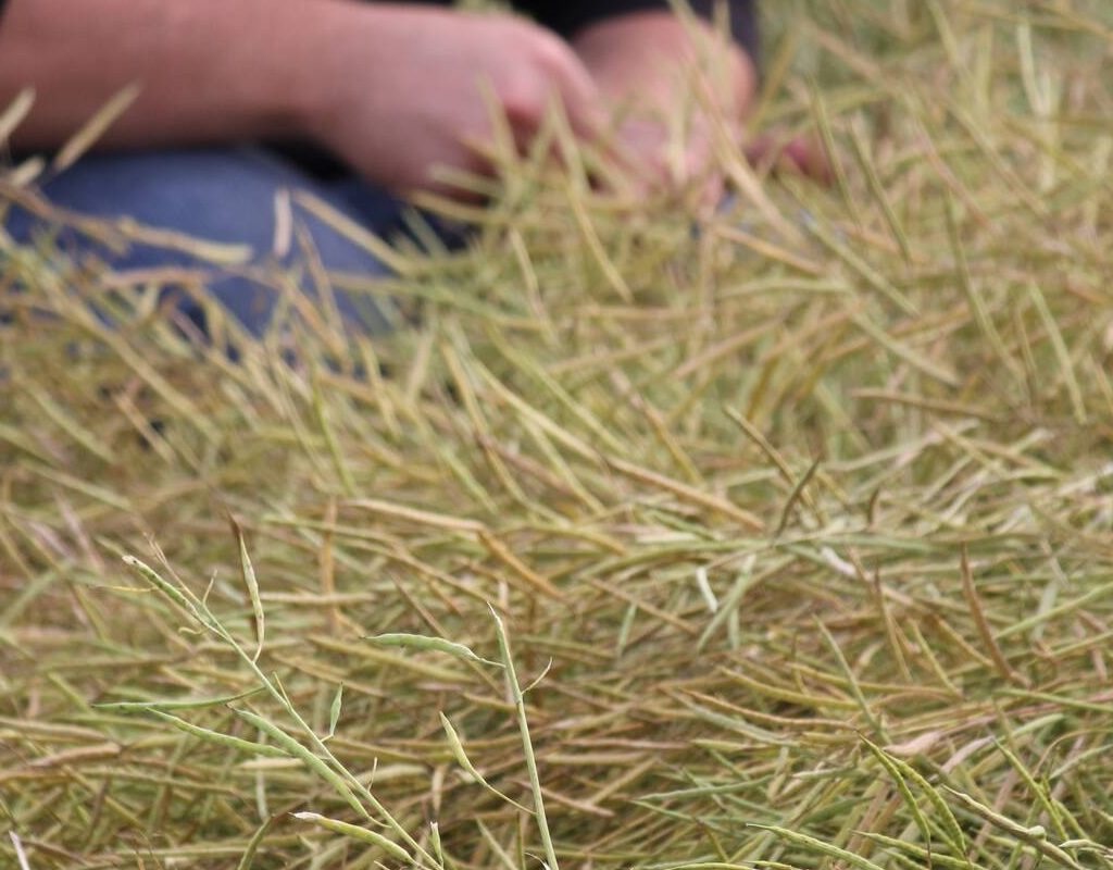 a man kneeling in a swath of canola