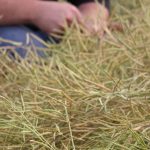 a man kneeling in a swath of canola