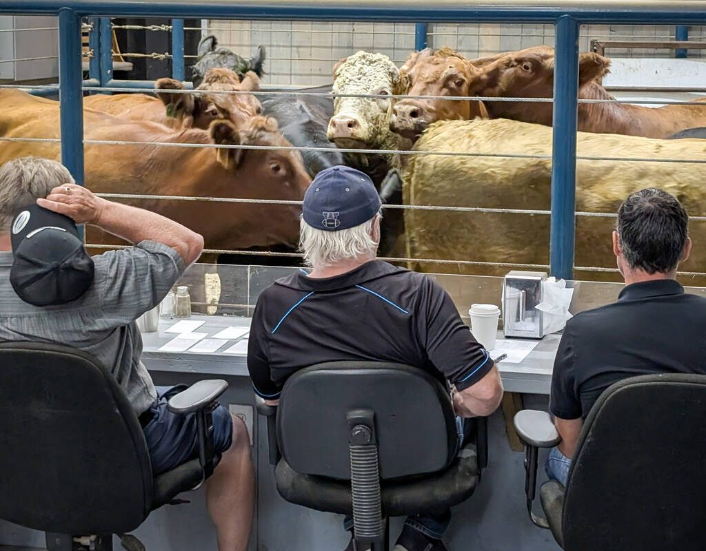 Cattle at the Grunthal Auction Mart on August 19, 2025.