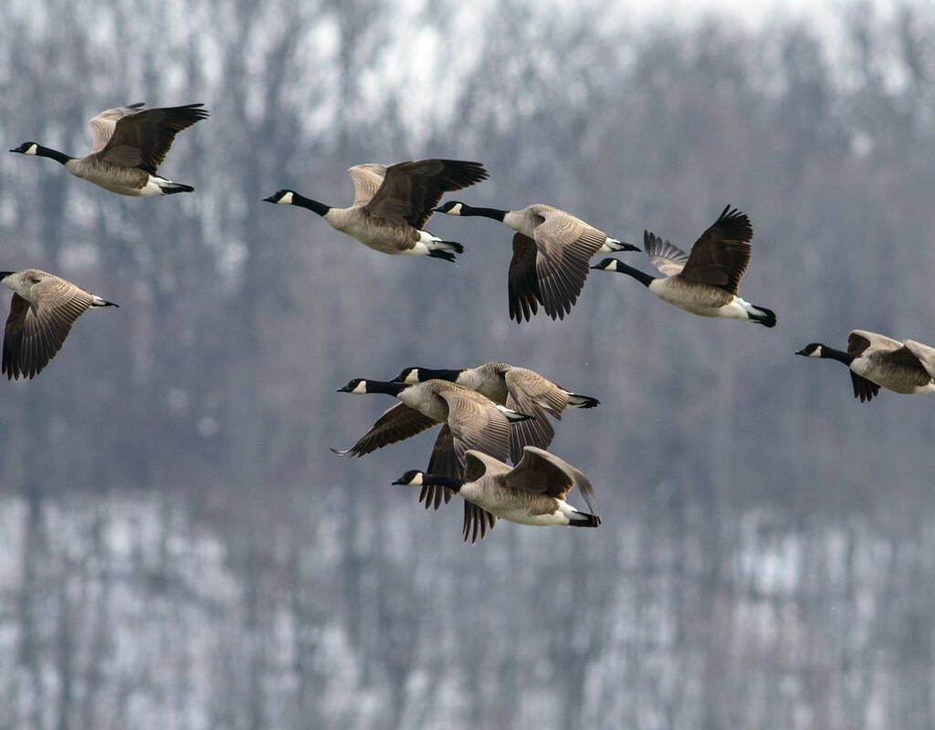 A flock of Canada geese flies with a wooded background behind them. Photo: erniedecker/Getty Images Plus