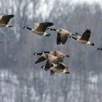 A flock of Canada geese flies with a wooded background behind them. Photo: erniedecker/Getty Images Plus