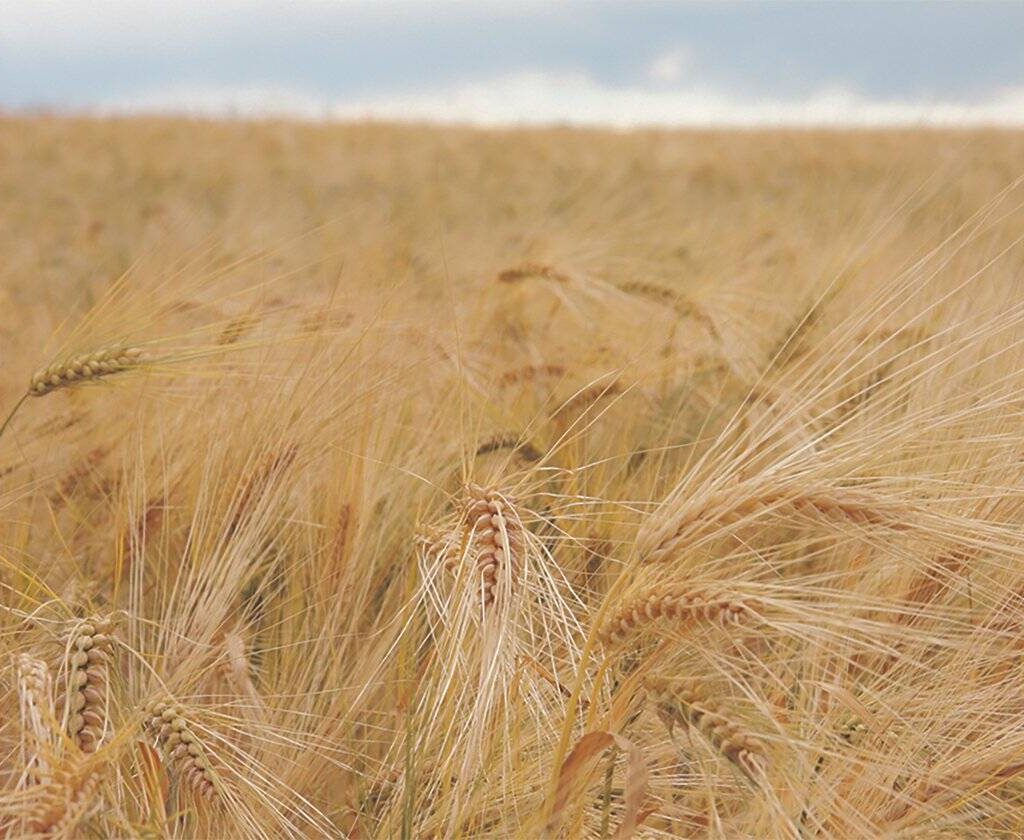 barley field in Sundre, Alberta. File Photo