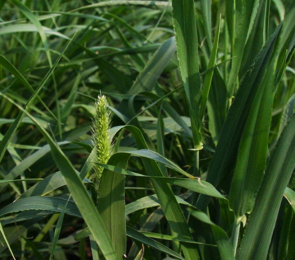 Barley plant close up. taken at AAFC plots at AIM on July 15, 2025. Photo: Janelle Rudolph