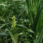 Barley plant close up. taken at AAFC plots at AIM on July 15, 2025. Photo: Janelle Rudolph