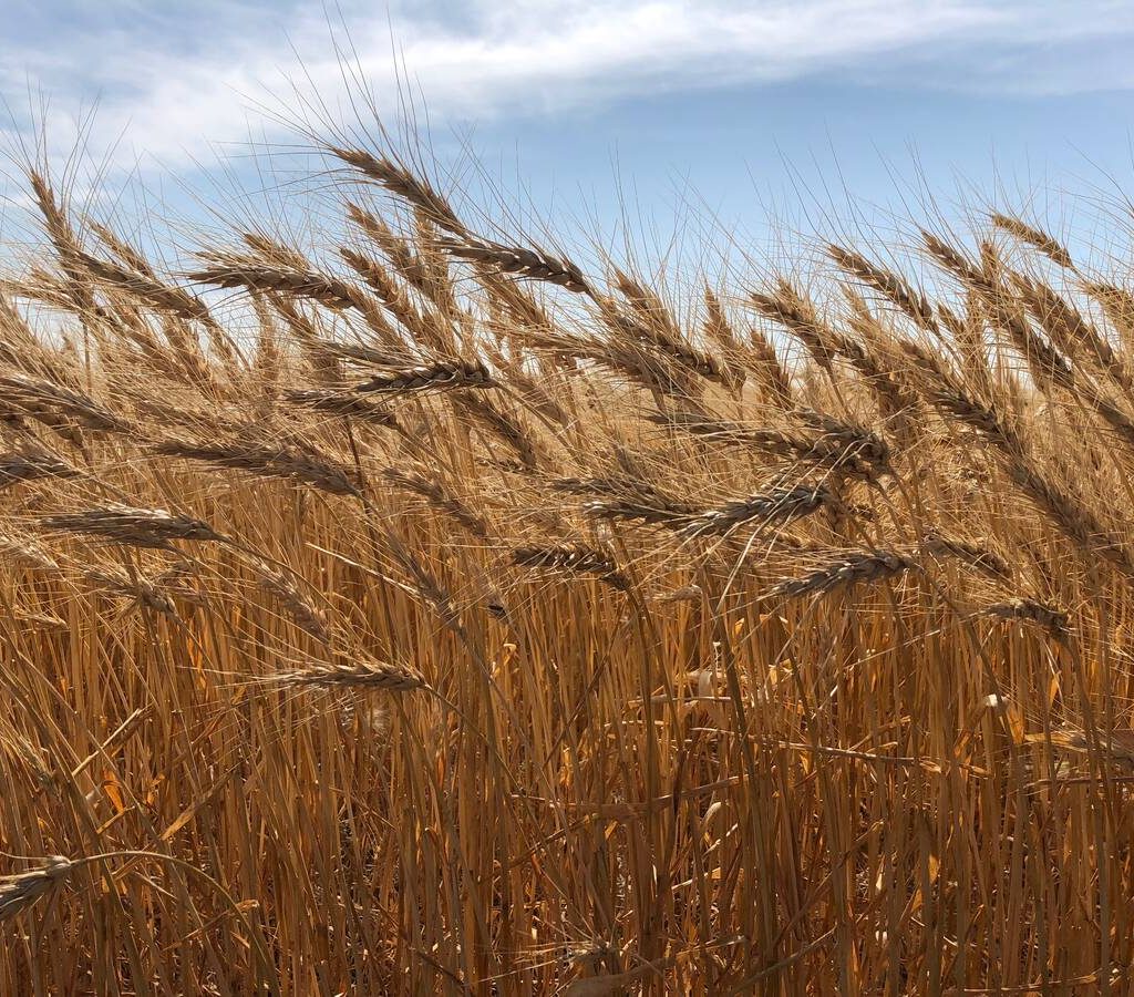 Wheat field in St. Andrews, Manitoba in 2018. Photo: Greg Berg