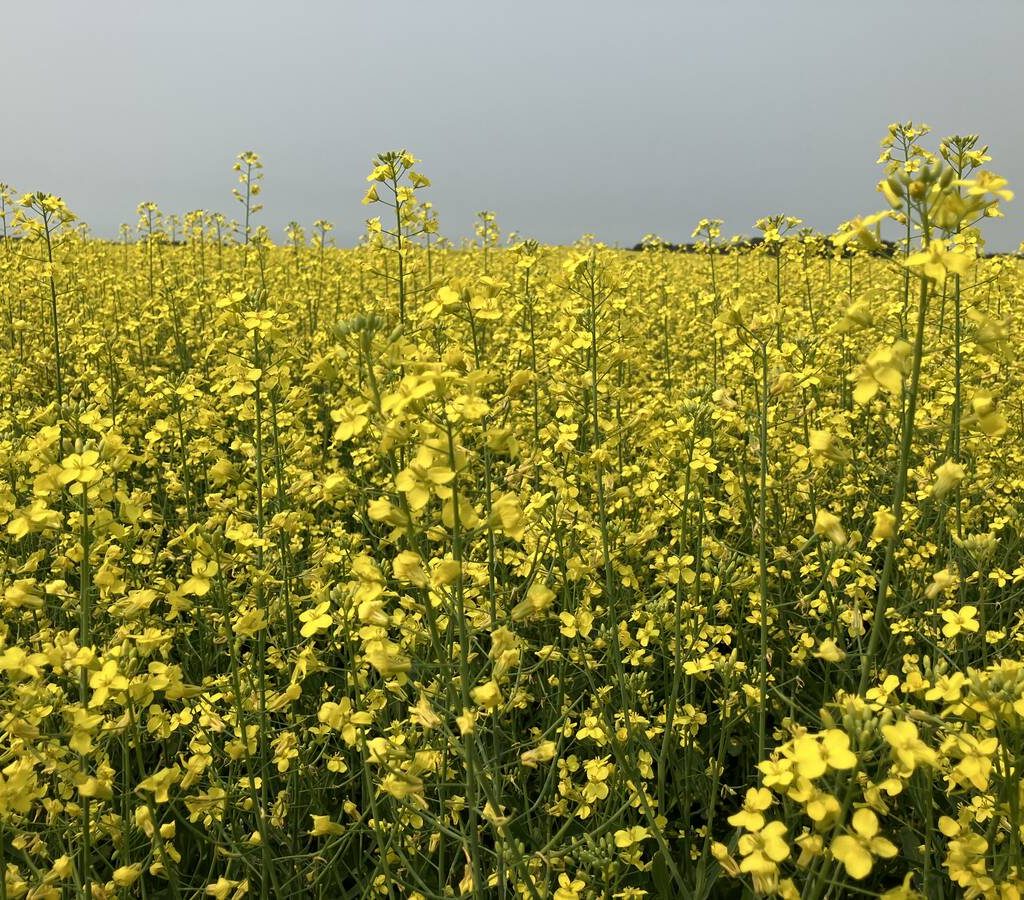 Canola in flower in a field near Stockholm, Saskatchewan in late July, 2024. | Greg Berg photo