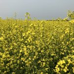 Canola in flower in a field near Stockholm, Saskatchewan in late July, 2024. | Greg Berg photo