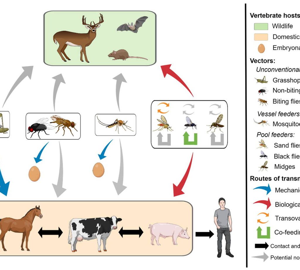 Contributed file from a 2018 study called Vesicular Stomatitis Virus Transmission: A comparison of Incriminated Vectors, by Paula Rozo-Lopez, Barbara S. Drolet and Beline Londono-Renteria